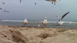 Möwenschwarm am Ostseestrand bei Zinnowitz auf Usedom [upl. by Ayrad833]