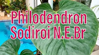 Philodendron Sodiroi [upl. by Airetal811]