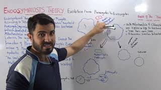 L1 Endosymbiont hypothesis Evolution of Prokaryotes into Eukaryotes full explanation by Dr Hadi [upl. by Akcir]