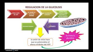 Bioquimica Glucolisis y Gluconeogenesis [upl. by Llevert]