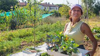 LAVORI di metà LUGLIO nellORTO Semine e trapianti👩‍🌾 [upl. by Ennyl]