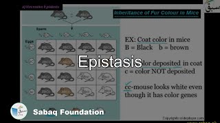 Epistasis Biology Lecture  Sabaqpk [upl. by Putnem542]