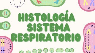 Histología del Sistema Respiratorio Estructura y Función [upl. by Clareta]