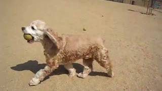 Cocker Spaniel plays at Dog Park [upl. by Enelaj309]