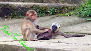 Baby monkeys are playing at the ZOO  Gibbon and Macaque [upl. by Nevets]