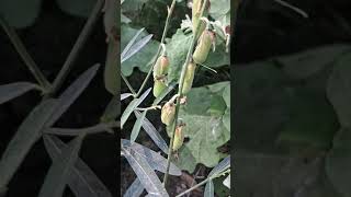 Crotalaria juncea known as brown hemp Indian hemp [upl. by Nosreh790]