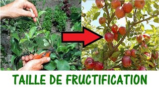 TAILLER POUR AVOIR PLUS DE FRUITS  Taille de fructification [upl. by Dryfoos493]