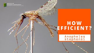 How efficient is Anopheles stephensi mosquito  OGRExpert [upl. by Benito]