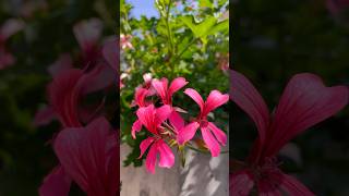 Pelargonium peltatum pelargonium flower flowers [upl. by Ahsietal]