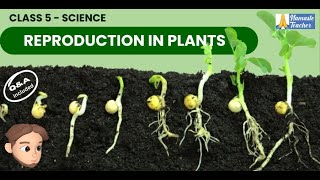 Class 5 Science Reproduction in Plants  Seeds Germination Seed Dispersal and Crop Growth [upl. by Utter787]