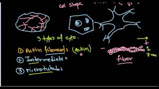 Cytoskeleton function [upl. by Tyrus38]