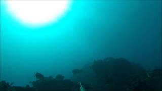 Abrolhos Spearfishing [upl. by Odnalref]