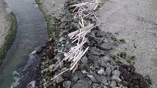 Part 1 of 3 Minus 4 tide at the Sandy Point Harbor Entrance  June 15 2022 [upl. by Leverick303]