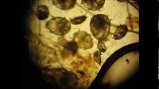 Ear Mites in cat and life cycle [upl. by Eselahc]