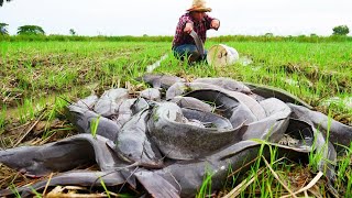 Amazing Hand Fishing Catching Catfish a lots In The Field After Rainy Catfish Fish [upl. by Christoph]