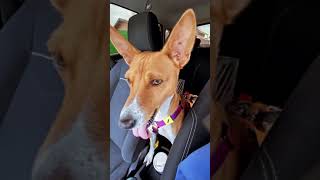 Basenji Yodel Sound  howl growl barking Basenjis 🐕 shorts [upl. by Othilia344]