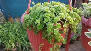 Sedum Plant  Stonecrop Plant  Summer Plants  Care Tips amp Unique Traits of Sedum  RM Garden [upl. by Mani]