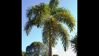 How to Grow a Foxtail Palm  Its EASY [upl. by Nevi311]