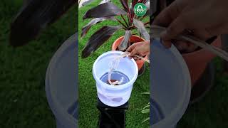 Hack to keep your plants watered on your vacation [upl. by Inalaek]