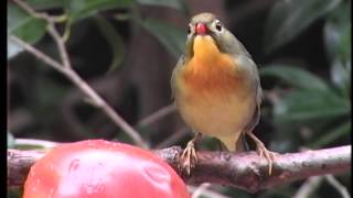 野鳥動画Ⅱ 「冬の庭で野鳥たち」 猪野隆平氏作 福岡市室見の庵で [upl. by Irpac]