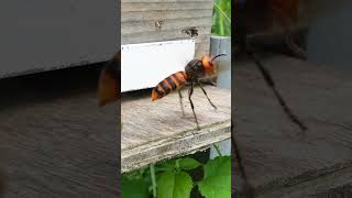 Honeybees Team Up to Bewilder Giant Hornet with Fast Flying [upl. by Eeryn]