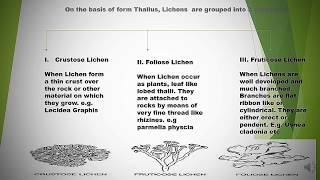 LICHEN In English and Hindi  LICHEN CLASSIFICATION  INTERNAL STRUCTURE OF LICHEN  WITH NOTES [upl. by Agnimod]