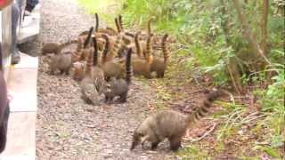 Invasión de Coatíes en las cataratas del Iguazú [upl. by Anirbes]