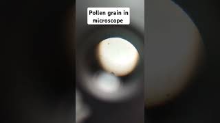 Pollen grain microscopic view biology experiment practical shorts [upl. by Nosyrb624]