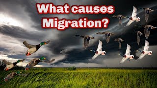 Duck Hunting  Weather and Ducks Understanding Waterfowl MIGRATION [upl. by Ariayek]