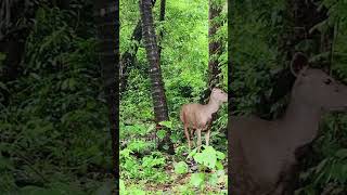 athirappilly waterfall ghatroad deer wildlife youtube shortvideo shortfeed [upl. by Nolyk621]