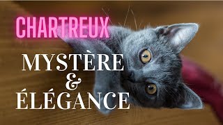 Le chartreux un CHAT mystérieux et élégant [upl. by Laet]