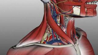 Neck Anatomy  Organisation of the Neck  Part 2 [upl. by Neall490]