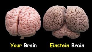 Your Brain vs Einstein’s Brain [upl. by Rico]