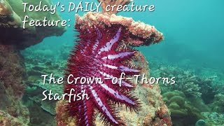 Todays DAILY creature feature The CrownofThorns Starfish [upl. by Brogle]