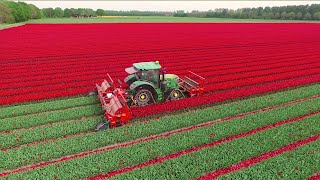 Topping Tulips  John Deere 6R on Soucy Tracks  JVS triple topper  DJ Visser bloemen Holland [upl. by Murdock926]