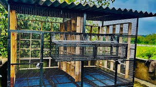 Racing pigeon loft design ideas ​⁠ [upl. by Diane-Marie]