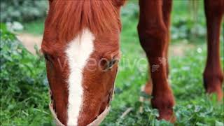 Caballos en el Campo [upl. by Crandell]