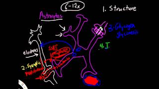 Physiology of Astrocytes [upl. by Yetta]