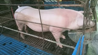 Tanggal plema sa baboy ito paraan natin [upl. by Kenric]