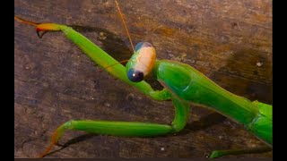 The European mantis by Theo [upl. by Kirsti]