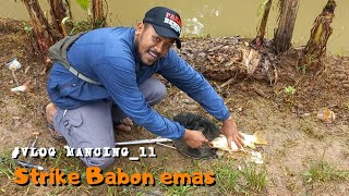 Strike Babon Ikan Emas 1kg [upl. by Christophe]