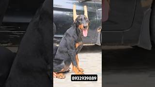 Doberman puppy for sale Royalpatviralvideodeoriasubscribeshortsfeedyoutubeshortsgorakhpur [upl. by Amol]