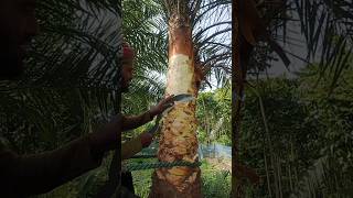 How is palm sap extracted shortvideo [upl. by Roseanna]