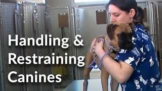 Veterinary Technician and Assistant Training Handling and Restraining Dogs [upl. by Leciram337]