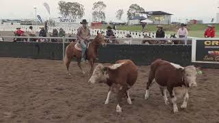 Willinga at Juandah Plains Campdraft Day 3  Session 1 [upl. by Baalman547]