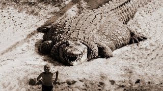 TOP 10 BIGGEST CROCODILES In The World [upl. by Neall386]