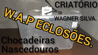 Chocadeira ou Nascedouro WAP EclosõesArtesanal Caseirade plástico durável barato e em conta [upl. by Alo]