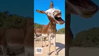 video gracioso de burro bostezando animales burro caballos [upl. by Utley]