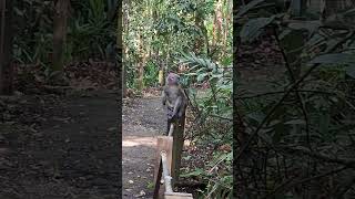 Monkey Sitting comfortable and Admiring the Nature View wildlife shortvideo nature primate [upl. by Immot107]