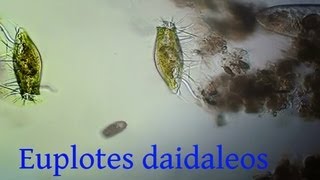 euplotes daidaleos [upl. by Ettennad609]